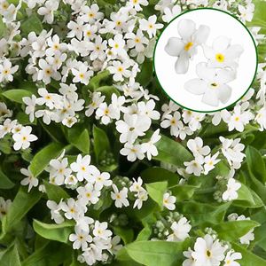 Afbeelding van Myosotis P10.5 Mon amie white